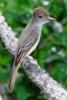 La Sagra’s Flycatcher